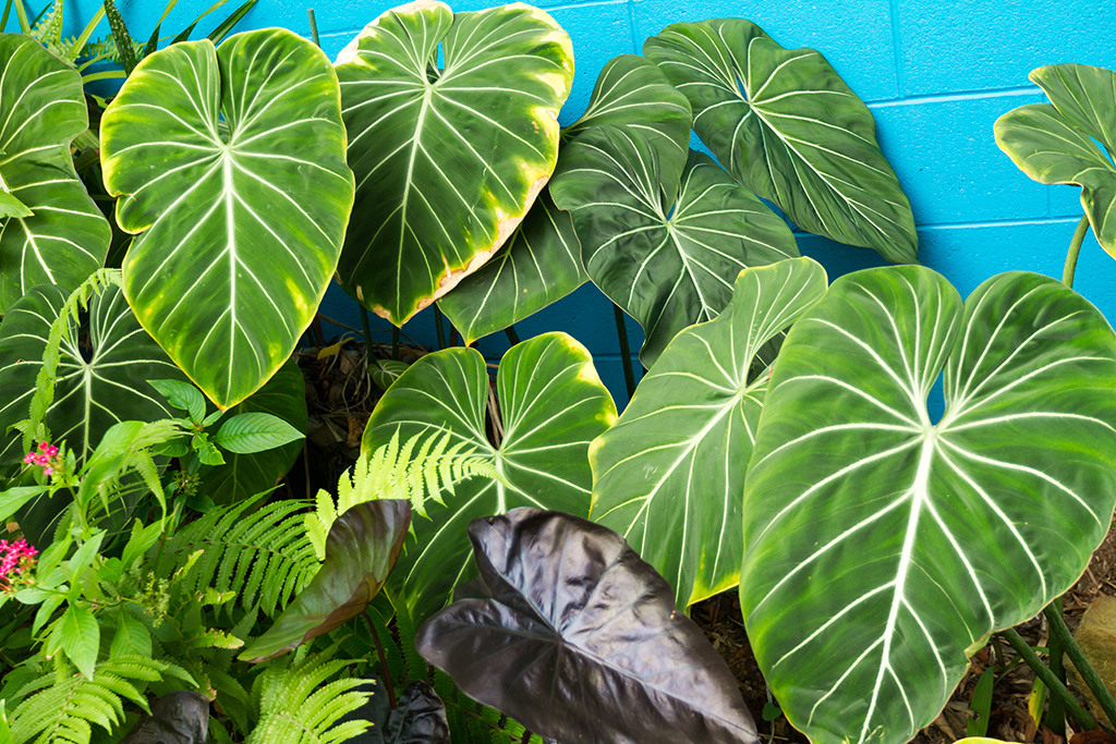 Hawaii - 099.jpg